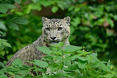 微软高层透露希望为任天堂Switch推出使命召唤