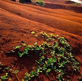 温馨剧情向狗狗模拟游戏《我的小柯基》现已推出试玩Demo